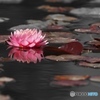 Waterlily
