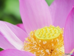 蓮