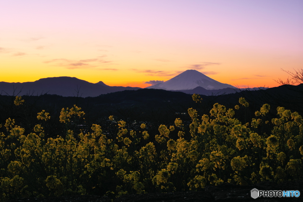 夕焼けと菜の花