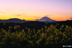 夕焼けと菜の花