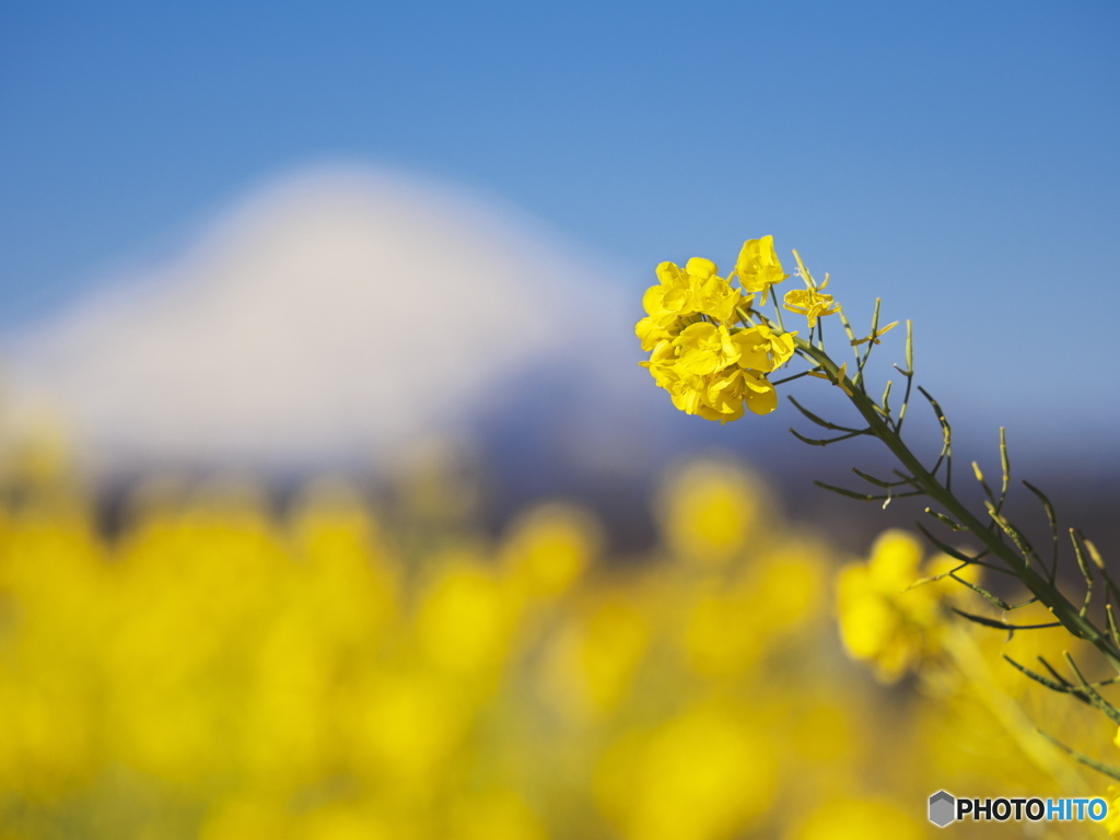 柔らかな風景