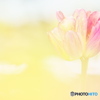 とろける花