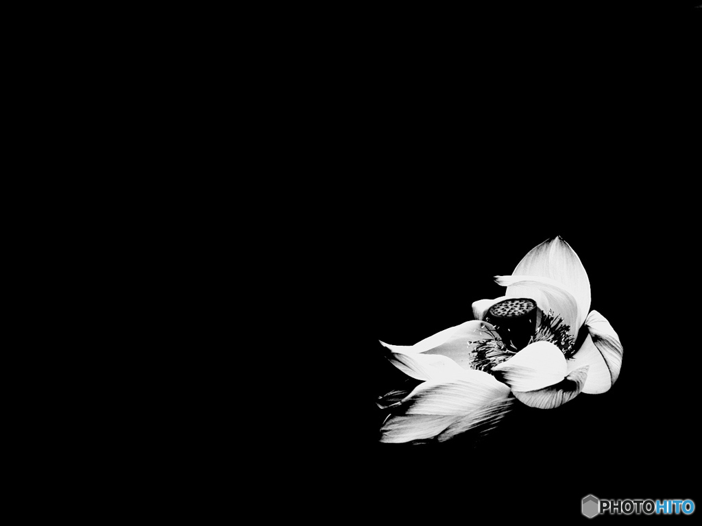 Flower of a Lotus