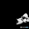 Flower of a Lotus