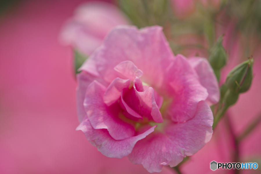 春薔薇