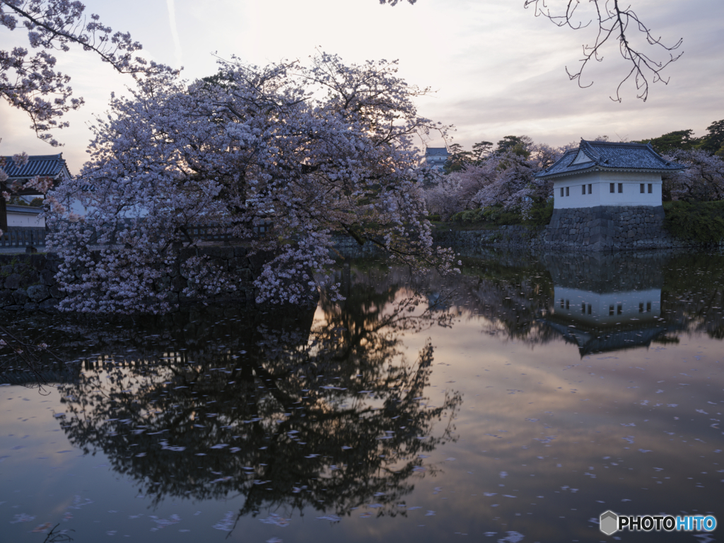 一年前の桜