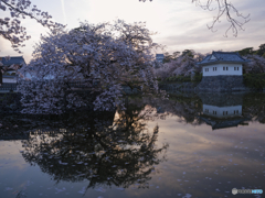 一年前の桜