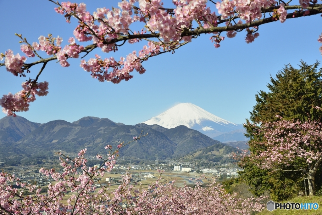 富士見桜