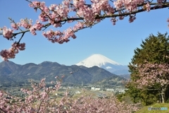 富士見桜