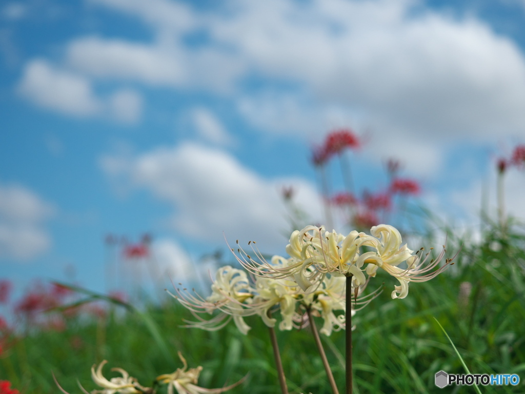 白い雲と白い花