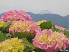 紫陽花