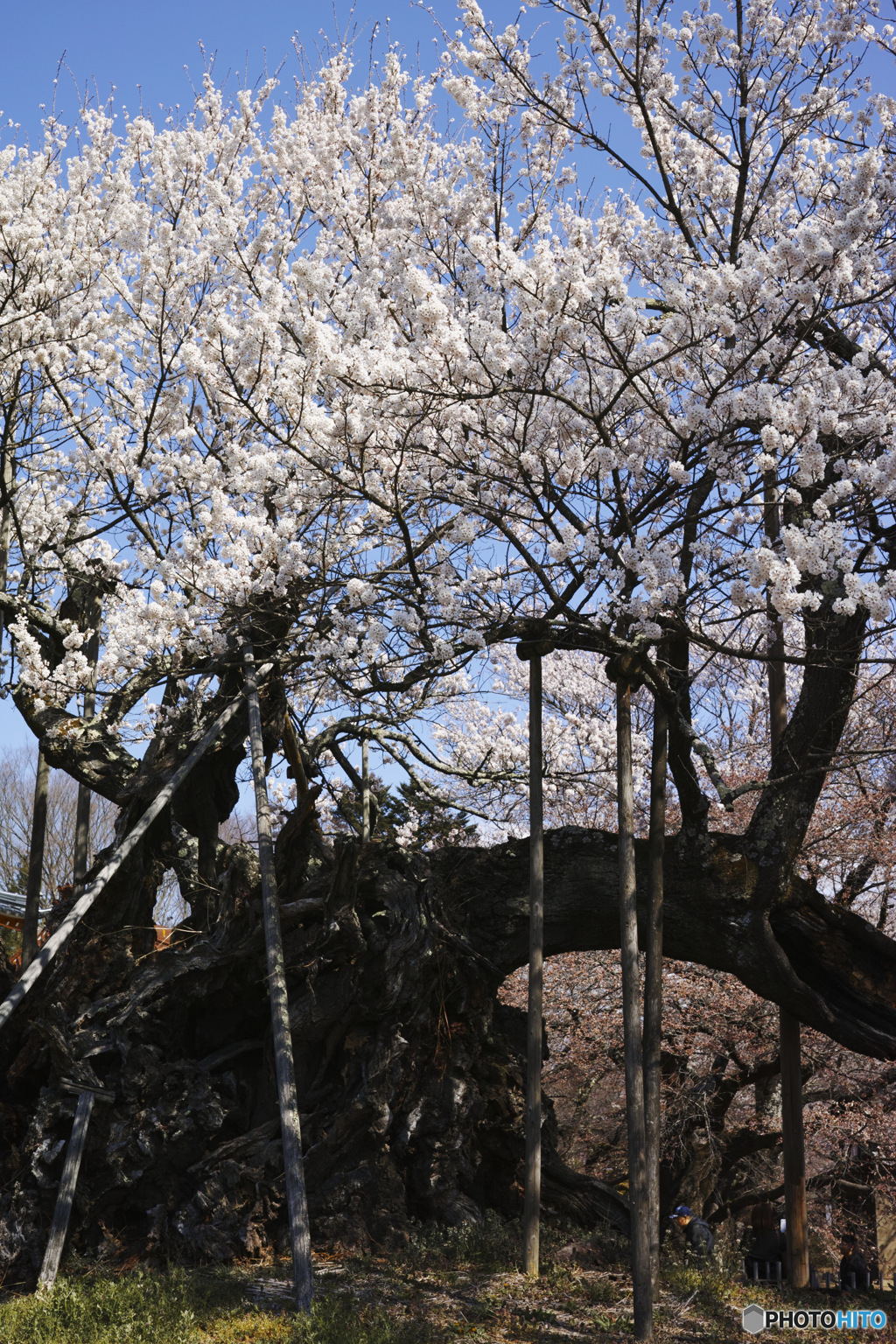 神代の桜