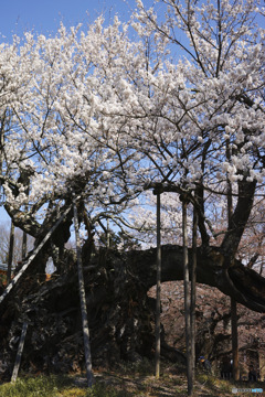 神代の桜