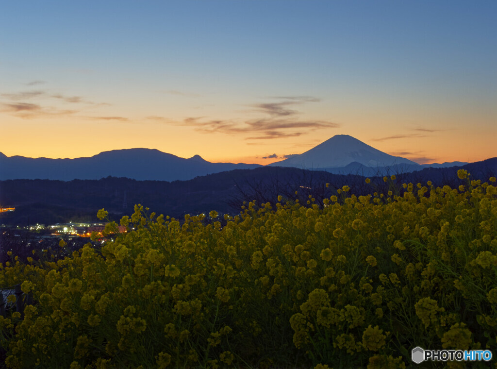 花がある夕景