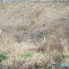 鳥は素人です