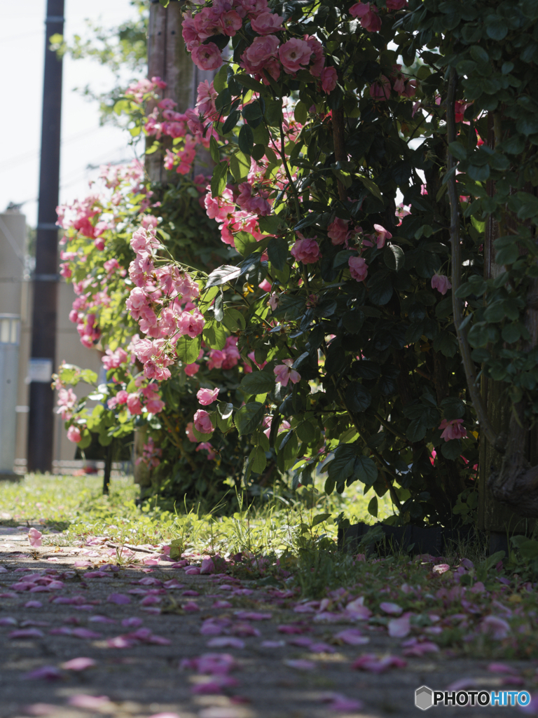 小腹のXX 小薔薇の路