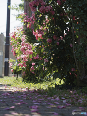小腹のXX 小薔薇の路
