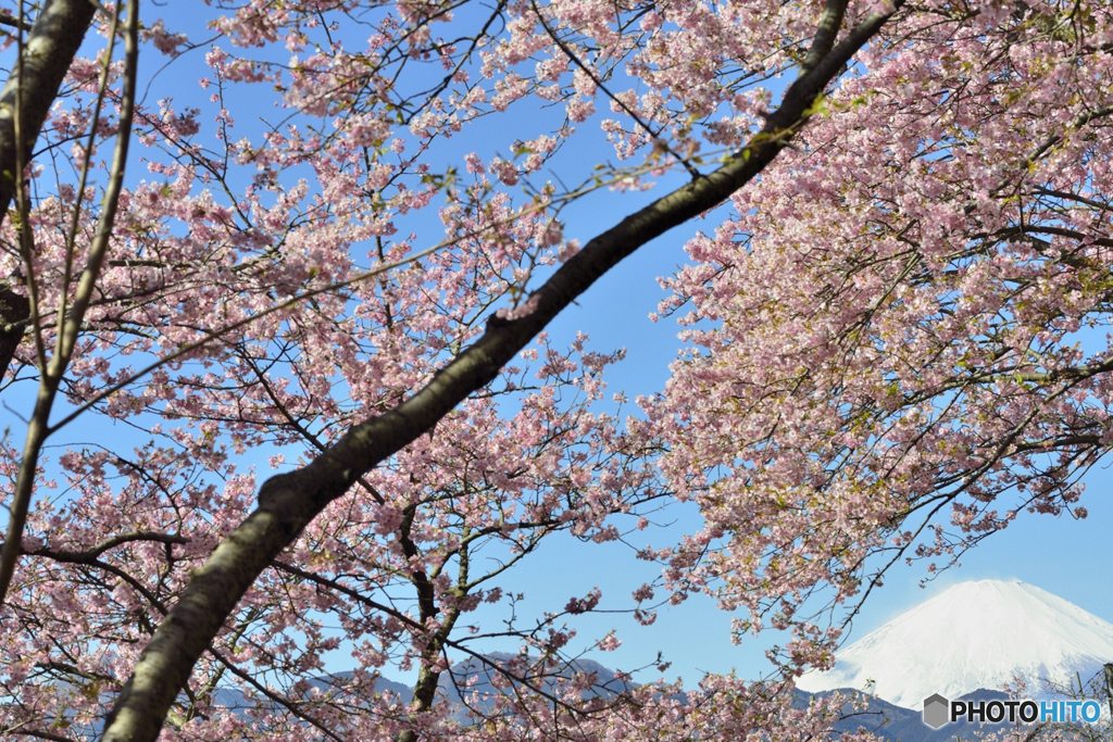 早咲きの桜