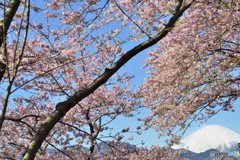 早咲きの桜