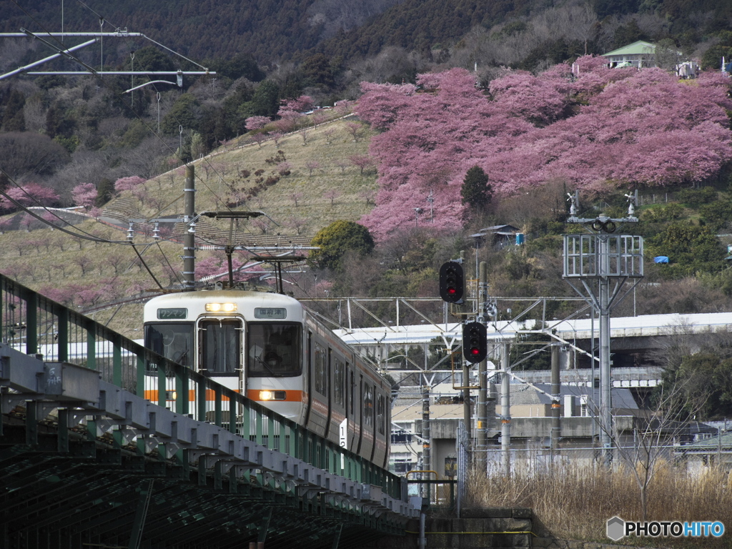 桜を背にして