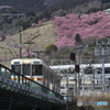 桜を背にして