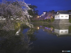 お堀の桜