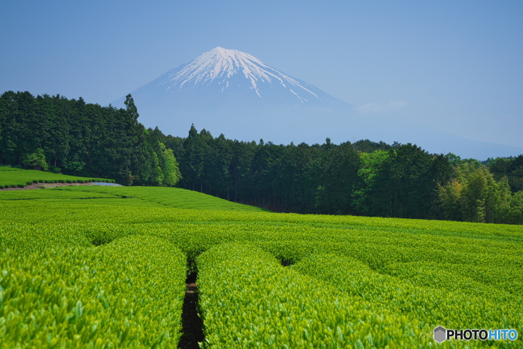 茶畑より