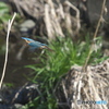 鳥は素人