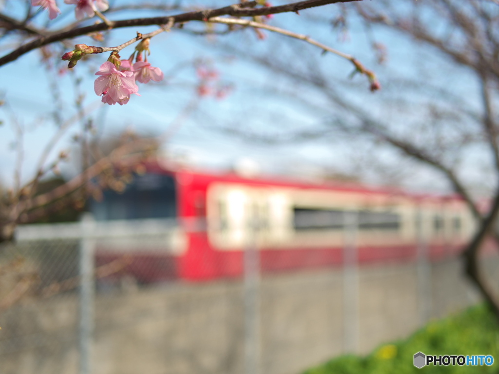 桜が咲いた