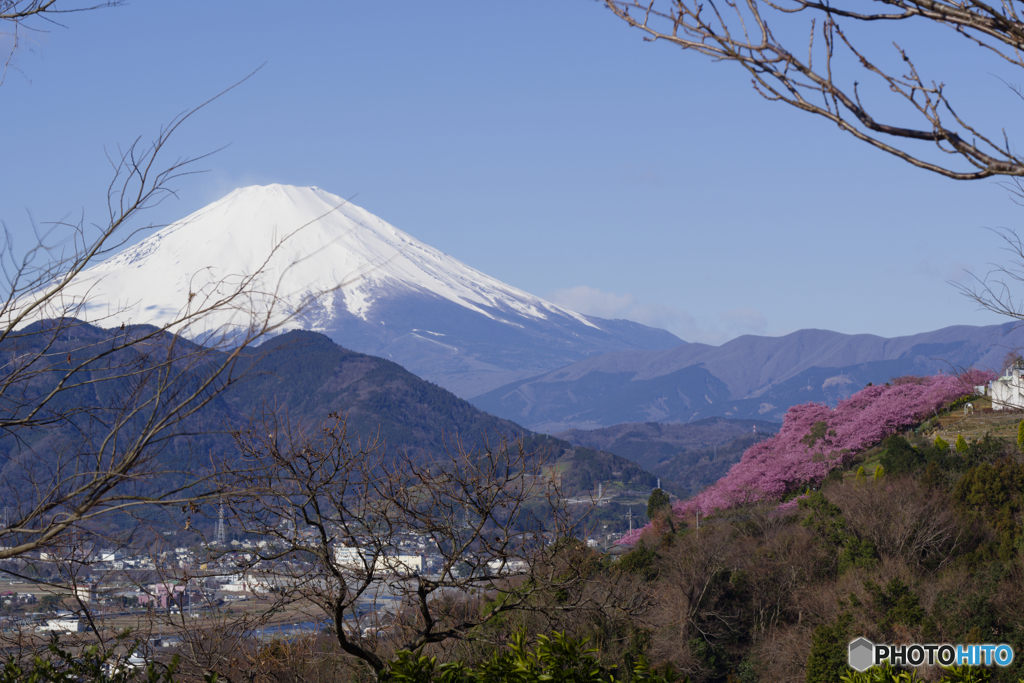 桜と富士