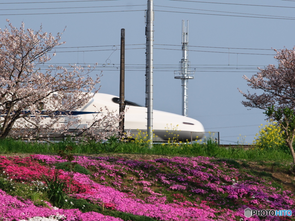 特急と芝桜