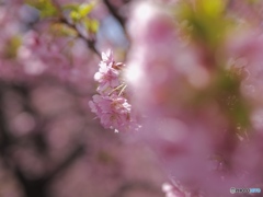 木漏れ日の桜