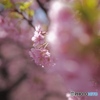 木漏れ日の桜