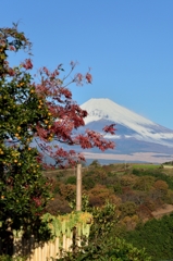 ちょっと紅葉