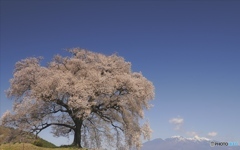 八ヶ岳を見渡す桜