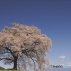 八ヶ岳を見渡す桜