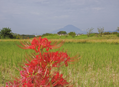 富士山と彼岸花