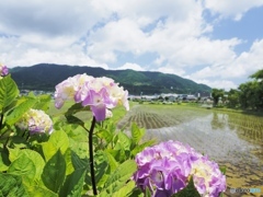 紫陽花のある田園