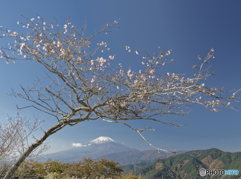 十月桜がある風景