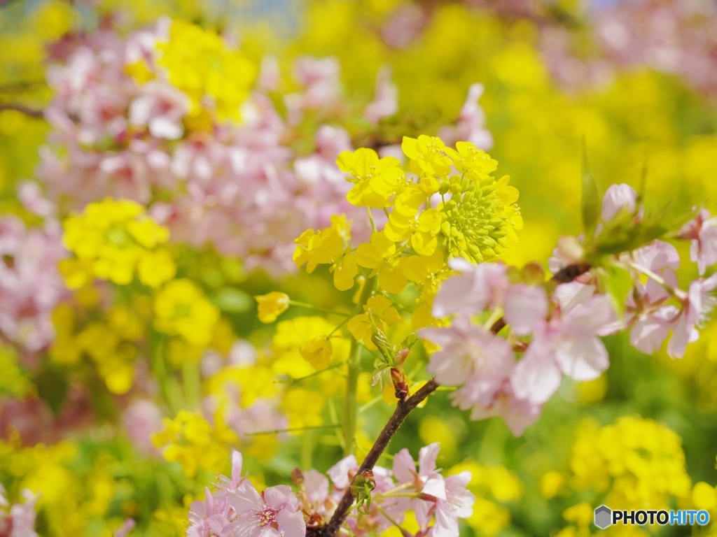 菜の花と桜