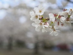 F1.4パワー全開