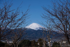 花の季節直前