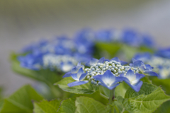 藍い紫陽花