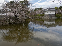 城址の桜