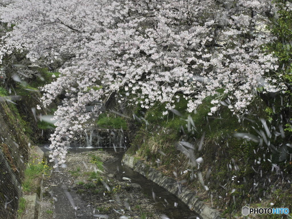 昨年の花吹雪