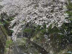 昨年の花吹雪