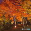 紅葉ライトアップ