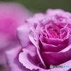 薔薇園にて