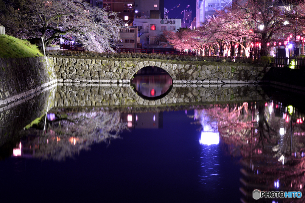 お堀の桜２