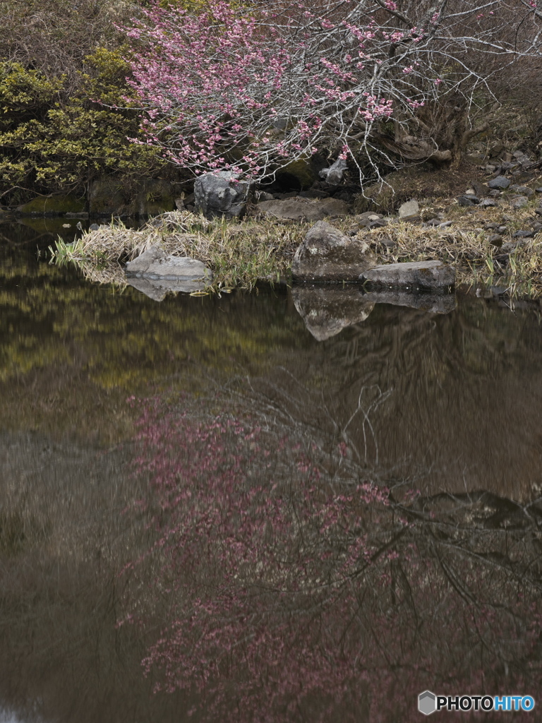 紅梅